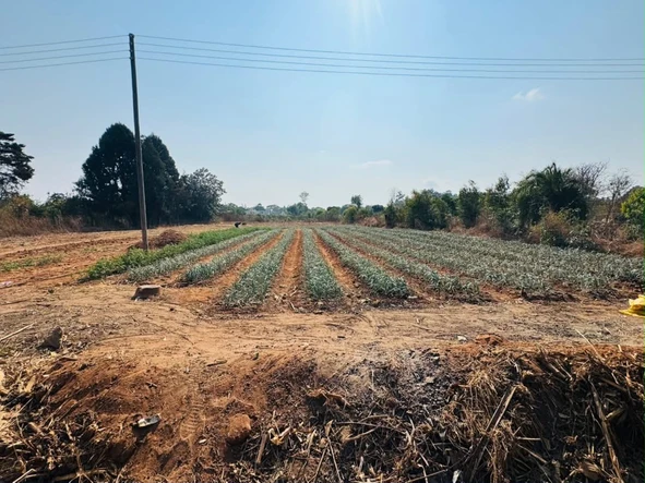 Farm & Agricultural Land
