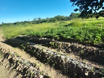 Prime 2-Acre Stand in Manningdale: 