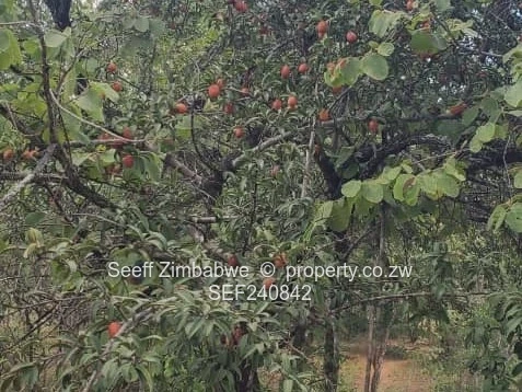Prime Agricultural Land for Sale in Masvingo 