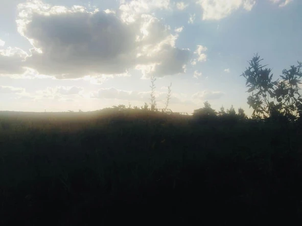 Farm & Agricultural Land